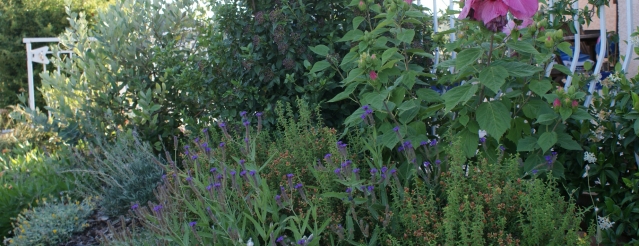 Le jardin en été